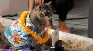 Когато котето си прави селфи