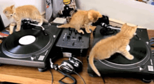 Котета диджеи