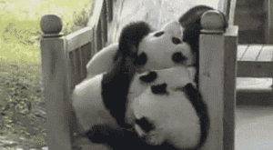 Борба на панди