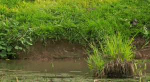 Как се къпе маймунка