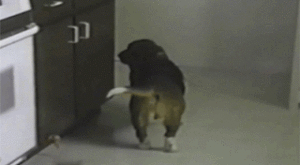 Когато котето пие много кафе...