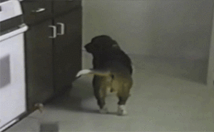 Когато котето пие много кафе...