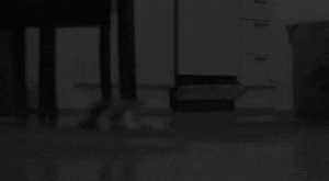 Малкото коте идва