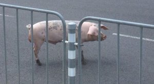 Шофьора на Бойко сгазил прасе!