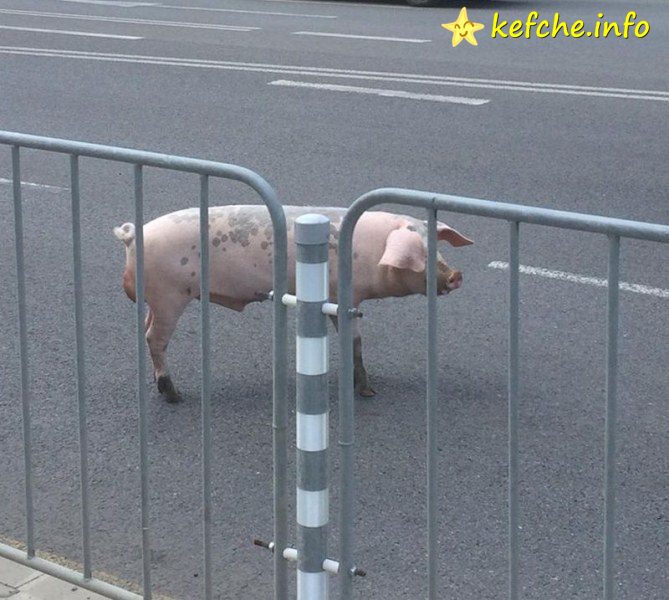 Шофьора на Бойко сгазил прасе!