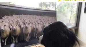 Това е Балкан